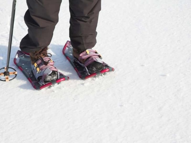 Why Do Snowshoes Have Tails? (Explained for Beginners)