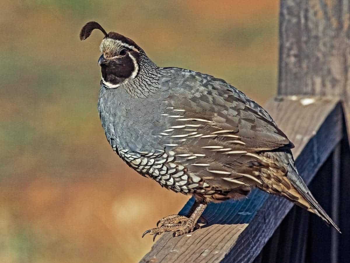 Do Quails Mate for Life? (Read This First!)