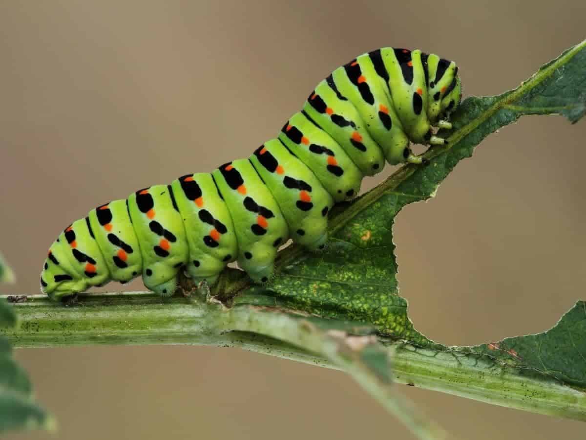 Do Caterpillars Drink Water? (Quick Answers)