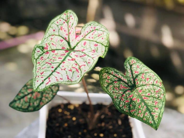 Do Caladiums Multiply & Spread? Do They Come Back Yearly?