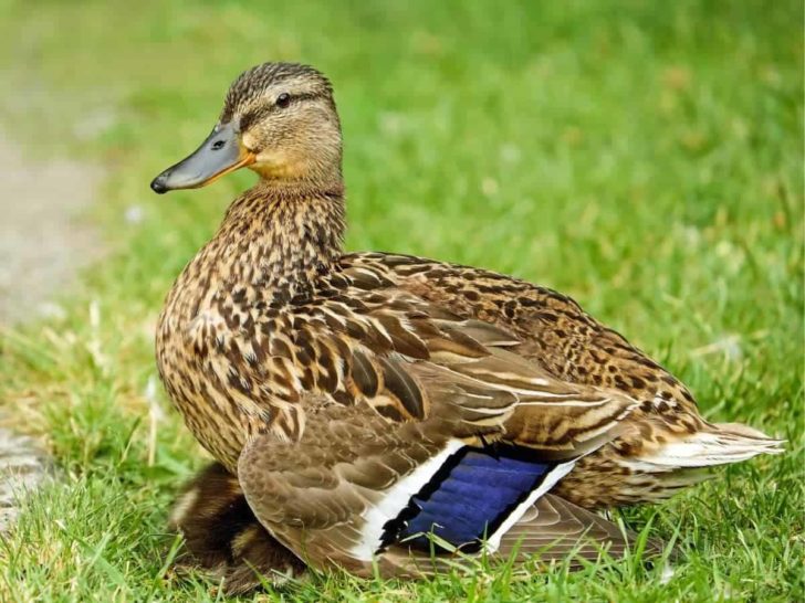Do Ducks Smell Bad? How to Keep Ducks from Smelling?