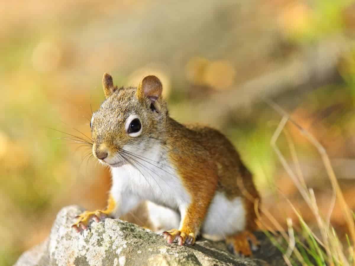 Do Dryer Sheets Repel Squirrels? (Explained)