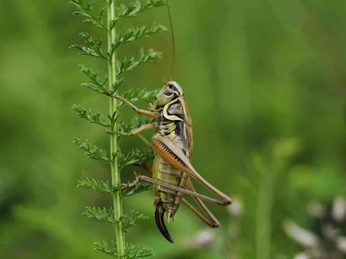 Can Crickets Climb Walls? (All You Need to Know)