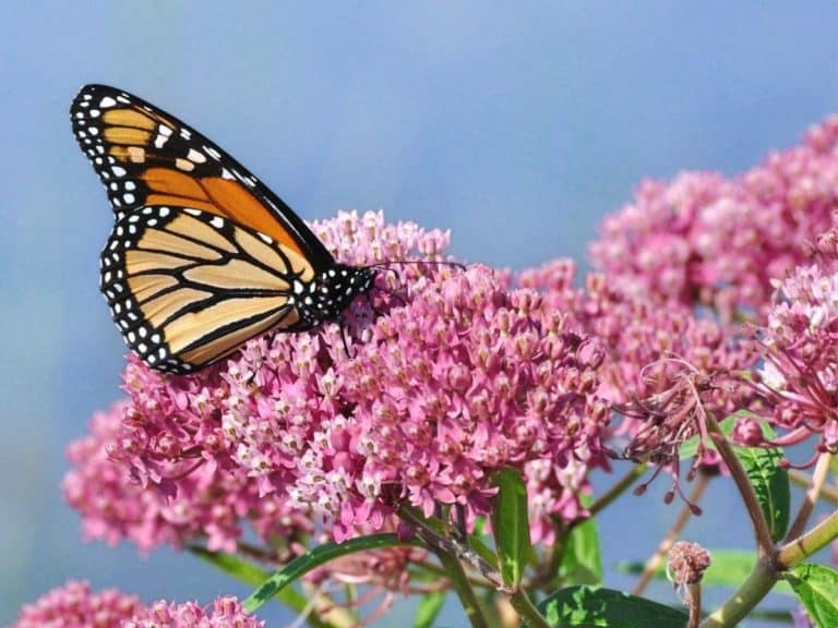 Do Deer Eat Milkweed? (All You Need to Know)