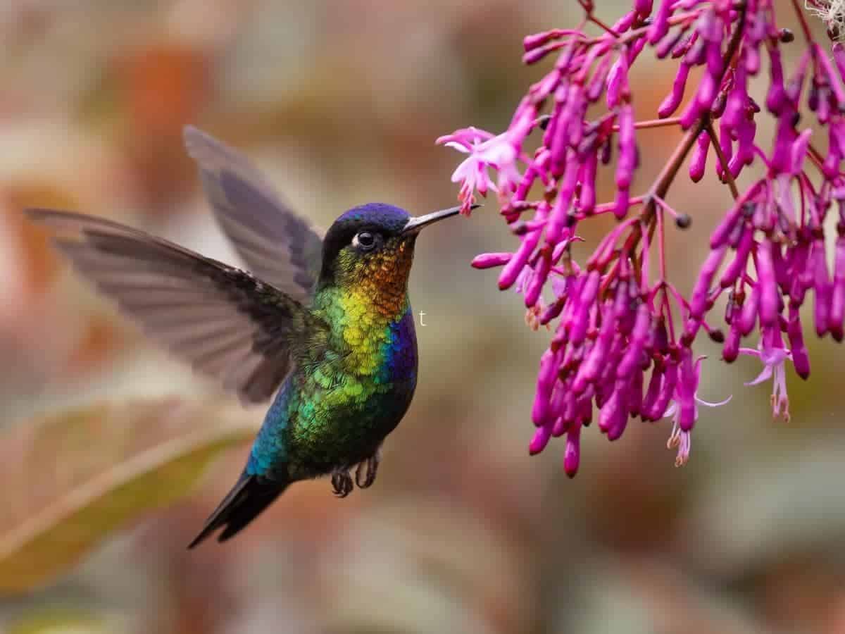 Does Hummingbird Nectar Go Bad? (All You Need to Know)