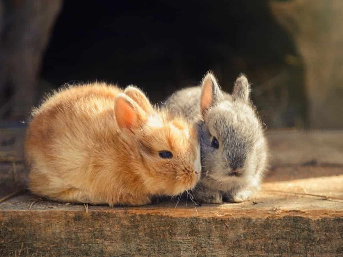 Do Coffee Grounds Repel Rabbits? (Read This First!)