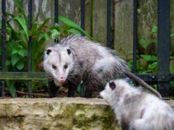 Do Possums Eat Bananas? (Read This First!)