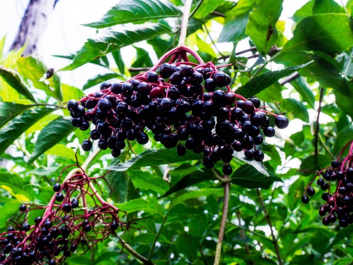 Do Deer Eat Elderberry Bushes & Leaves? (Quick Answers)