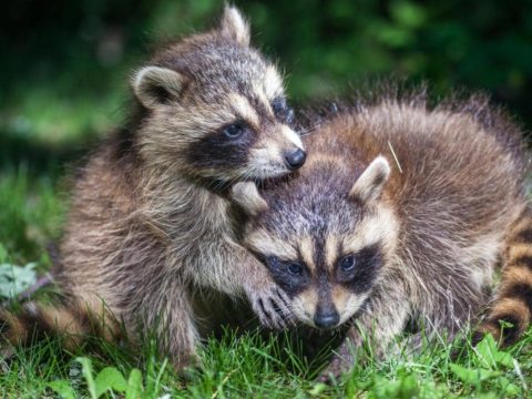 Do Coffee Grounds Repel Raccoons? (Read This First!)