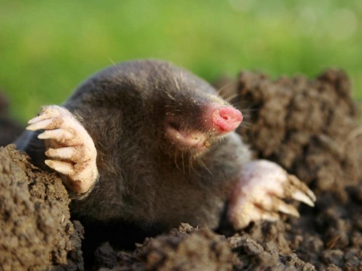 Do Coffee Grounds Repel Mice? (Quick Facts)