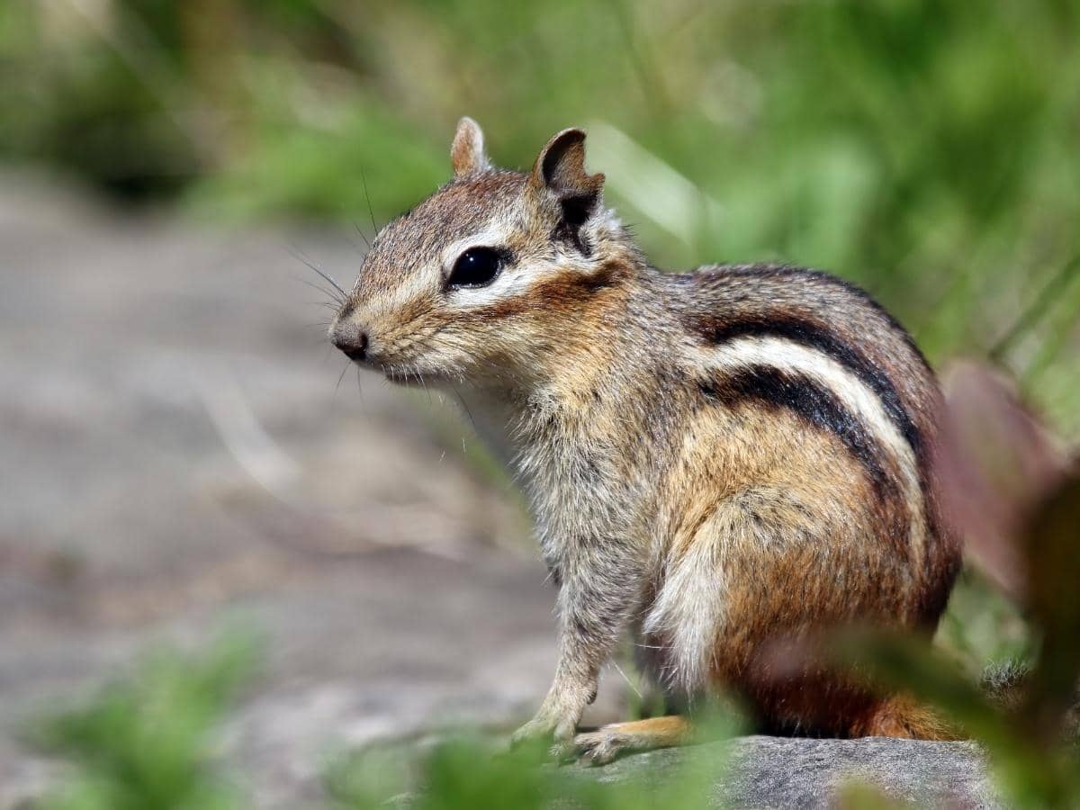 Will Irish Spring Soap Keep Chipmunks Away? (Explained)