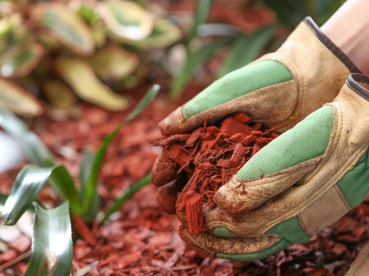Does Mulch Attract Snakes or Repel? (Read This First!)