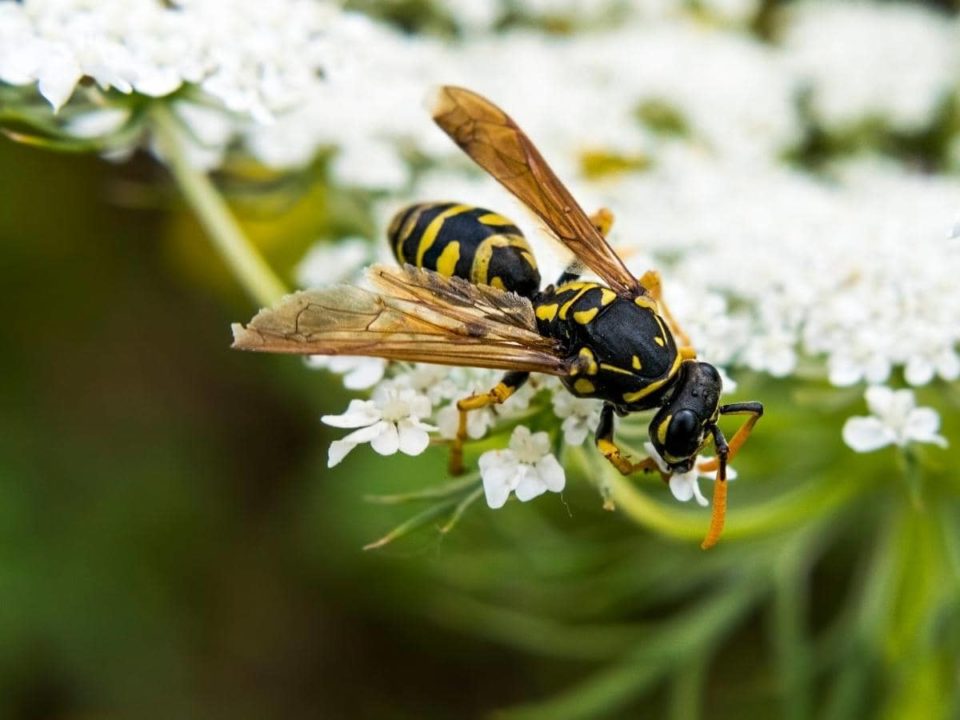Do Dryer Sheets Repel Wasps? (All You Need to Know)