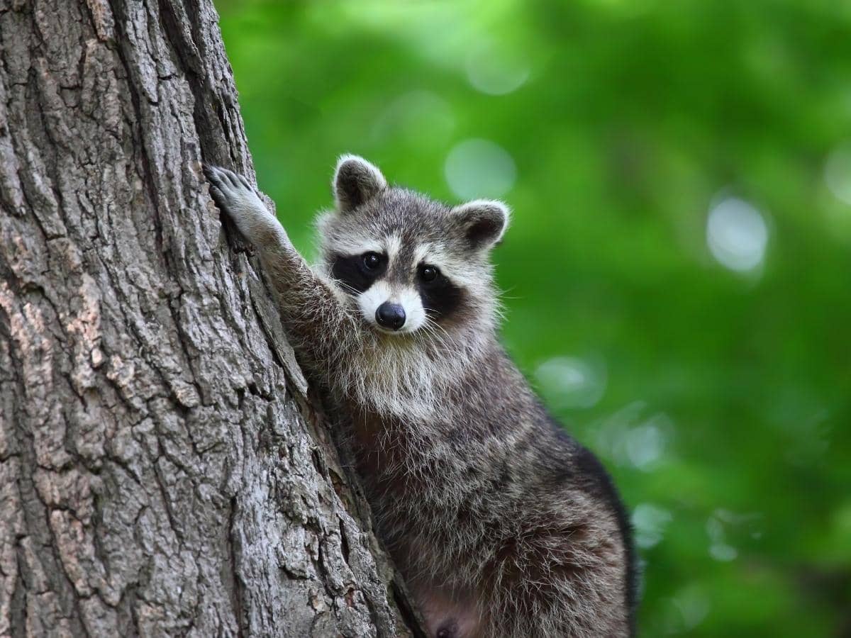 Will Vinegar Keep Raccoons Away? (Read This First!)