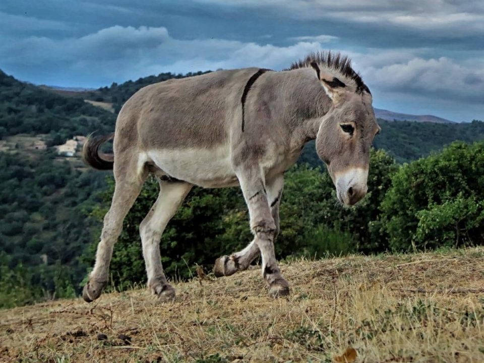 Will Lights Keep Coyotes Away? (All You Need to Know)