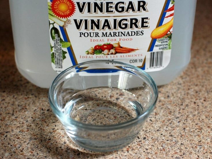 Does Vinegar Keep Cats Away? (Answered)