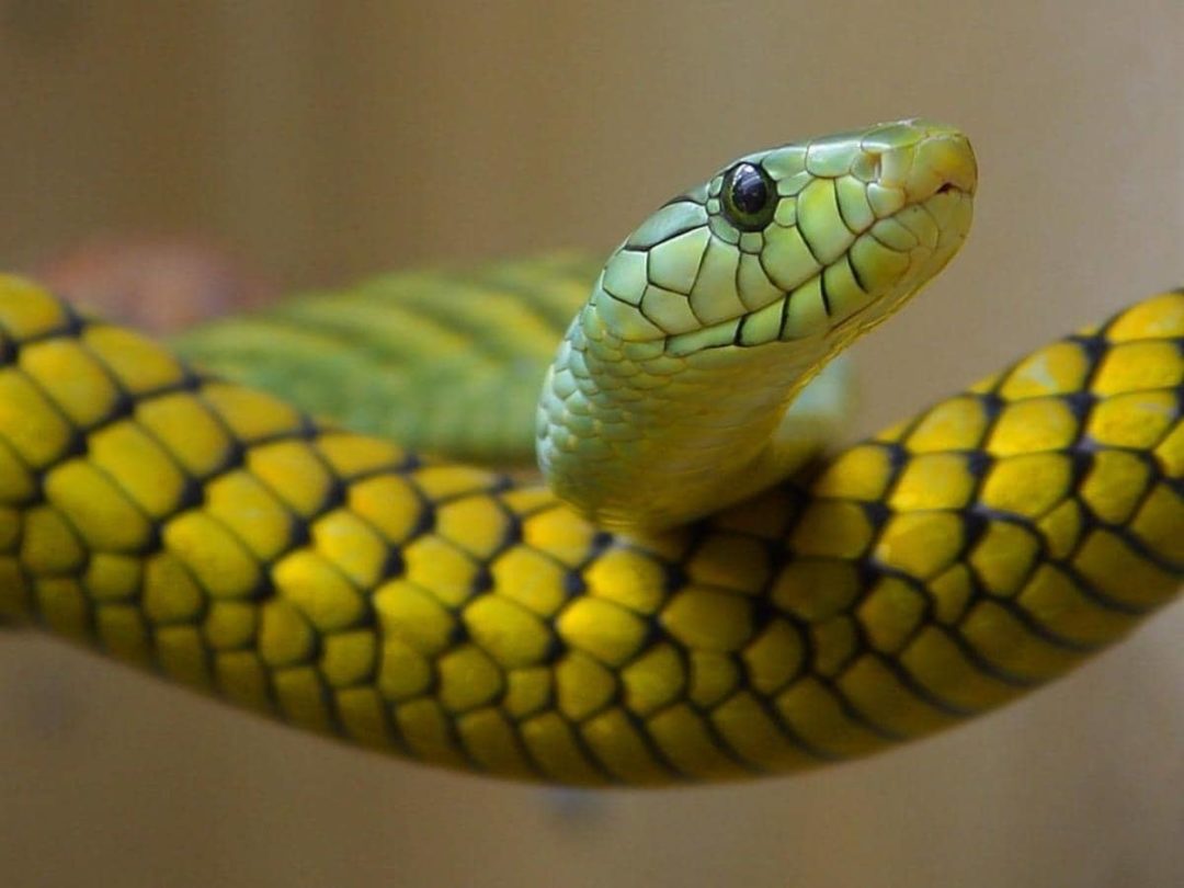 View of Does Sulfur Keep Snakes Away? (All You Need to Know)