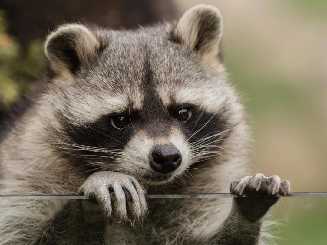 Will Bleach Keep Raccoons Away? (Quick Answers)