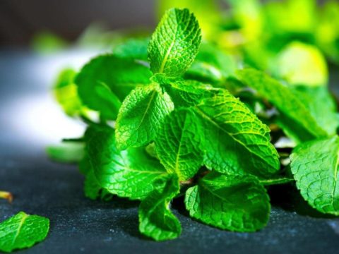 What Type Of Mint Plant Keeps Bugs Away