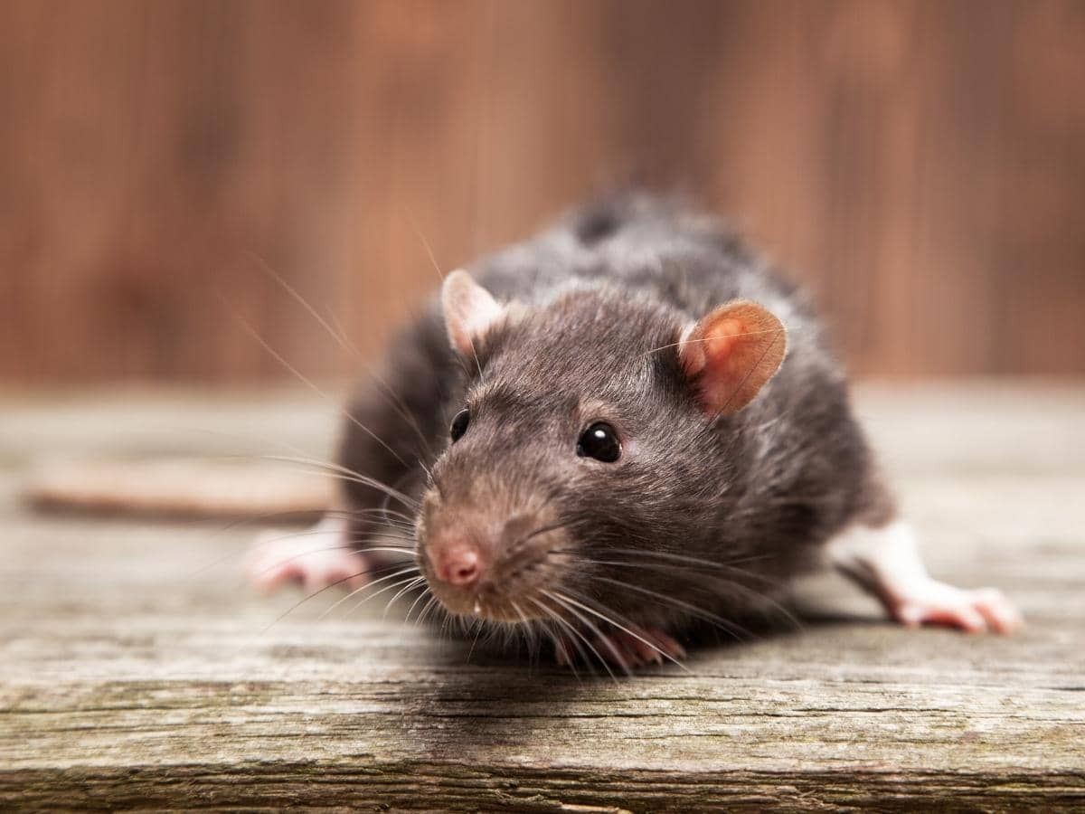 Does Wd40 Repel Mice & Rats? (Answered)