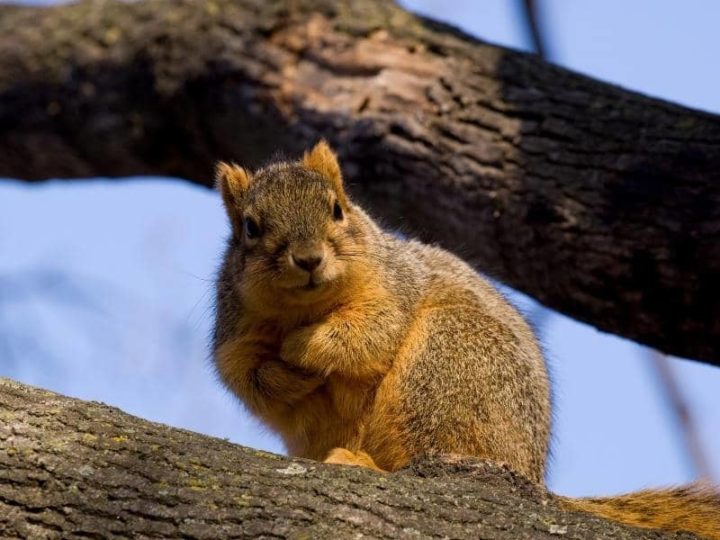Can Chickens Eat Whole Corn? (Quick Answers)
