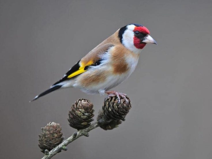 Do Goldfinches Change Color In Winter