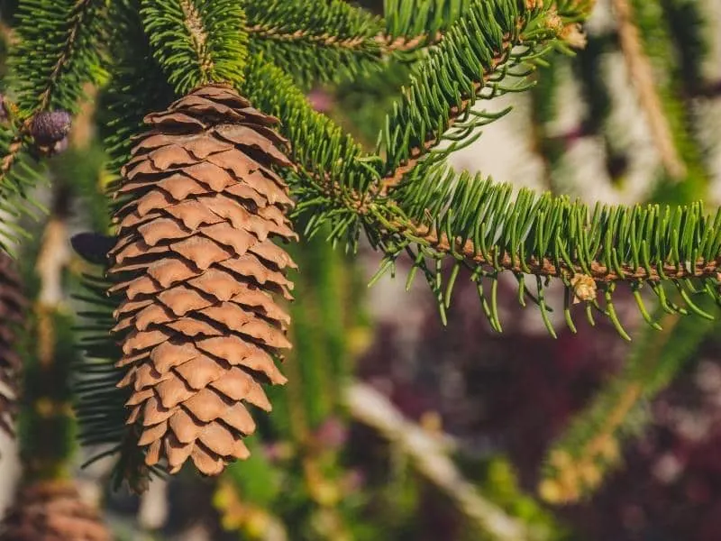 Do deer eat pinecones?