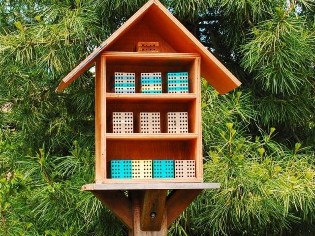 Do Goldfinches Change Color? (All You Need to Know)