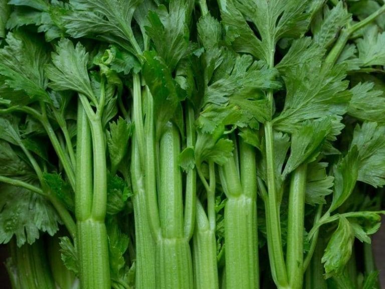 Do Deer Eat Celery? (All You Need to Know)