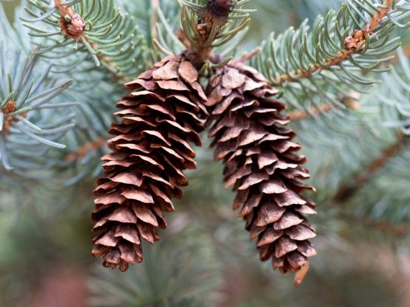 Do deer eat pinecones?