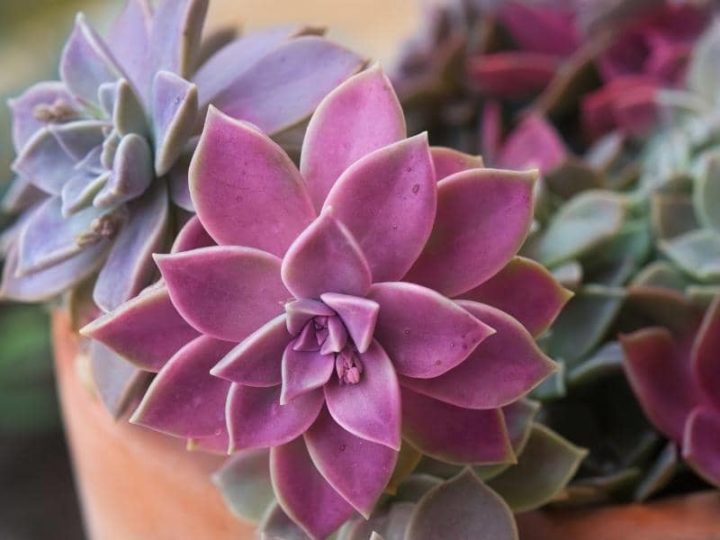 Do Rabbits Eat Ferns? (Read This First!)