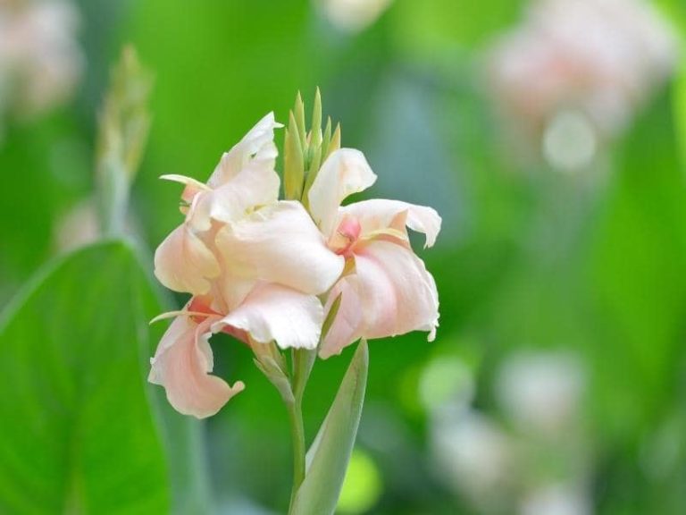 Do Deer Eat Canna Lilies? (Read This First!)