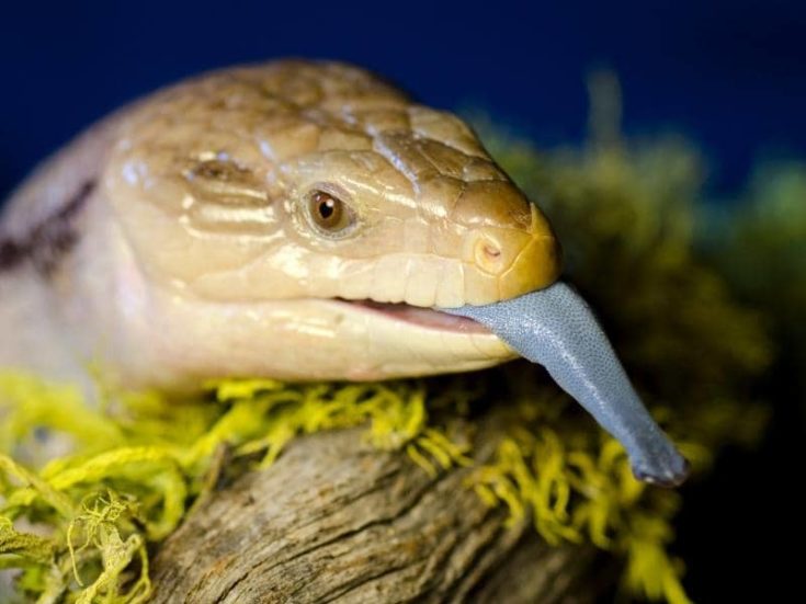 Do Blue Tongue Lizards Keep Snakes Away? (Read This First!)