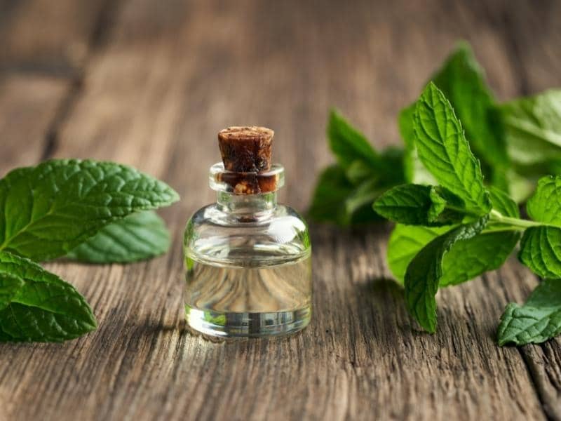 peppermint-oil-to-get-rid-of-mice-does-it-work-diy-rodent-control