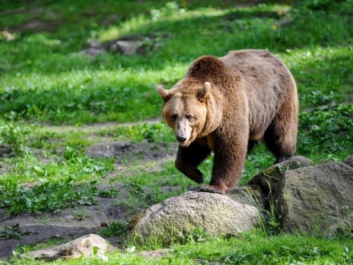 Does Pine Sol Repel Bears? (Read This First!)