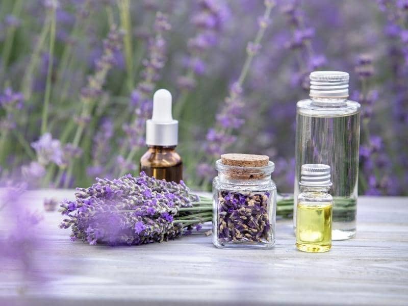 Does Essential Oil Repel Ants? (All You Need to Know)