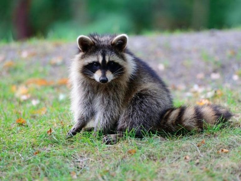 What Smells Do Raccoons Dislike? (Quick Answers)