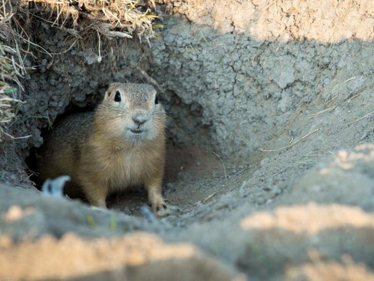 What Smells Do Bats Dislike? (Read This First!)