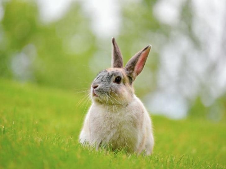 do-rabbits-eat-coreopsis-quick-answers