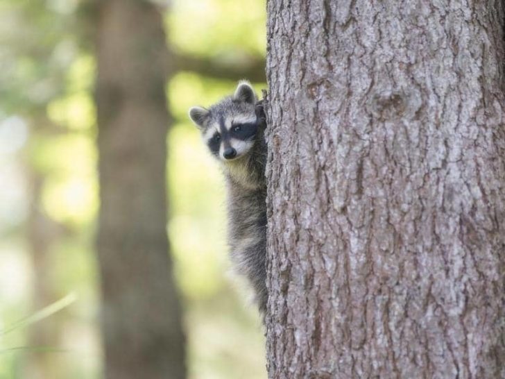 Do Raccoons Climb Trees? (Answered)